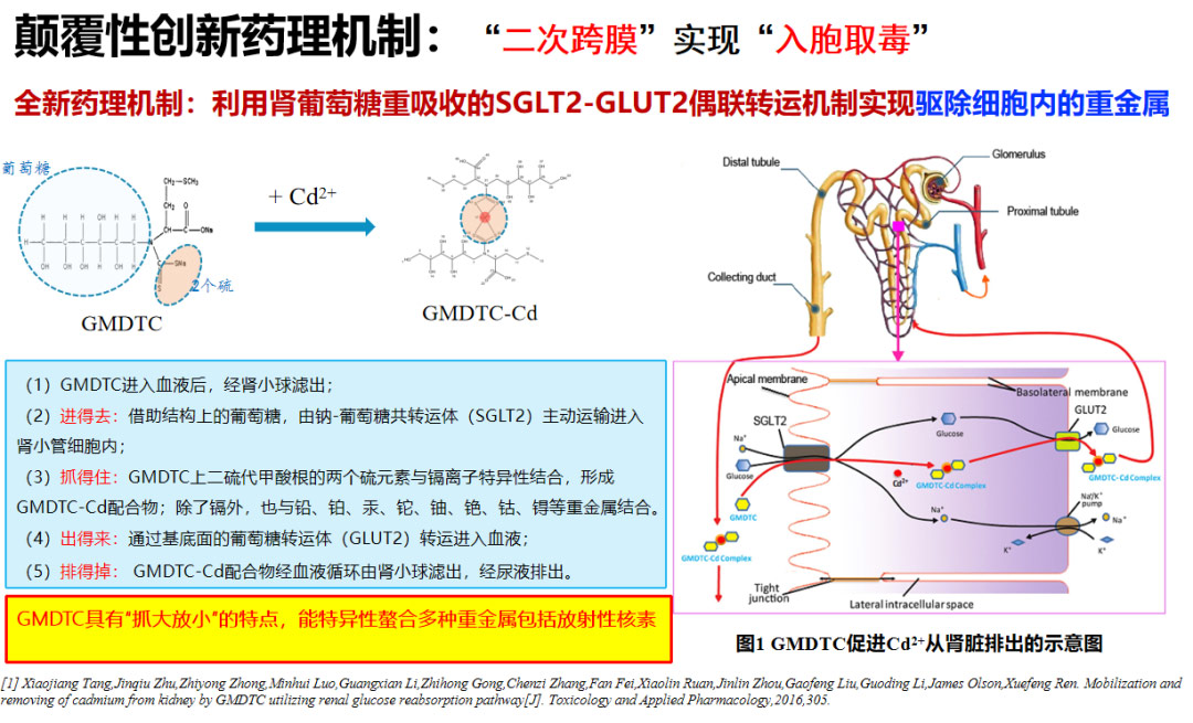 GMDTC促进Cd2+从肾脏排出的示意图