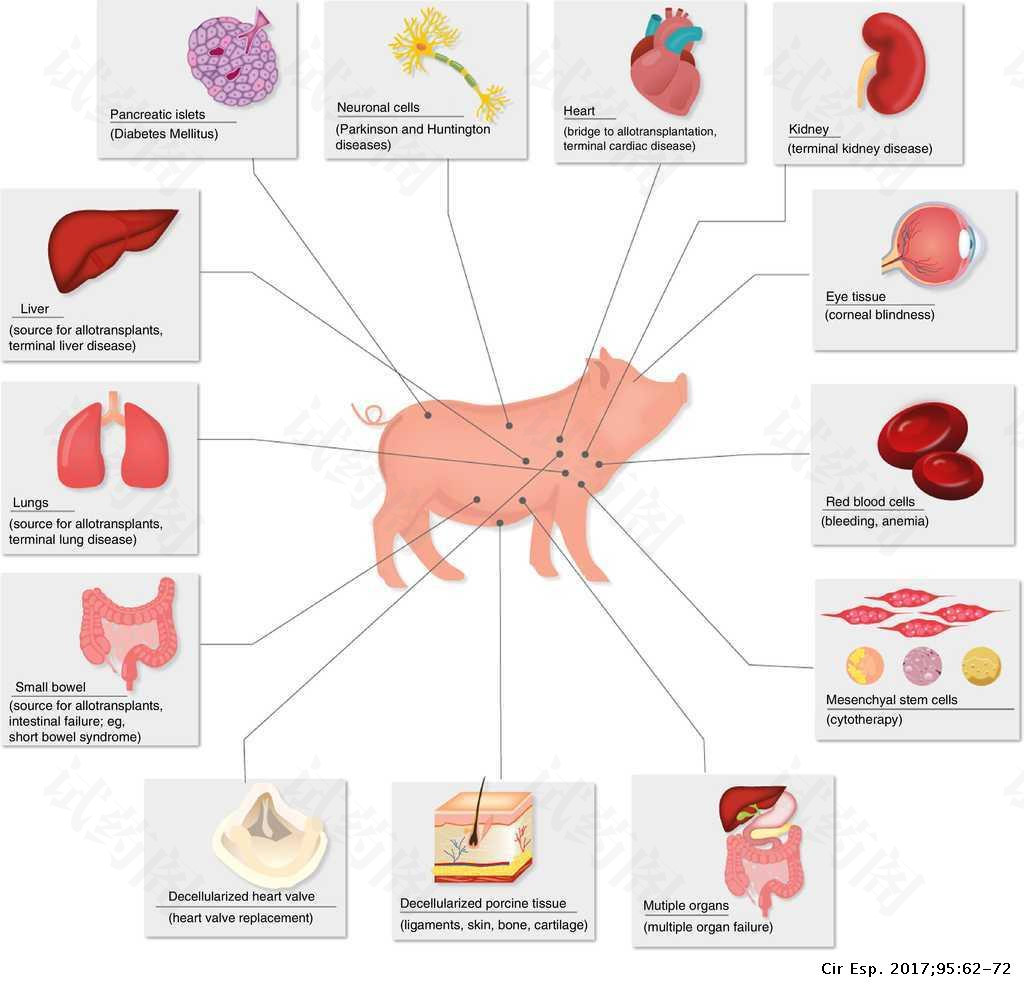 小型猪被认为是异种器官移植临床研究中的理想供体