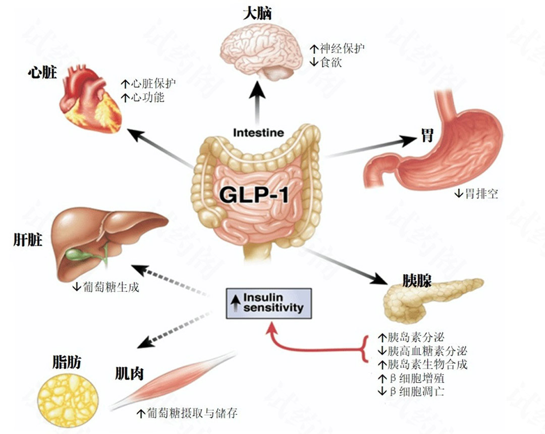 GLP-1是糖尿病治疗最有前景的角色之一